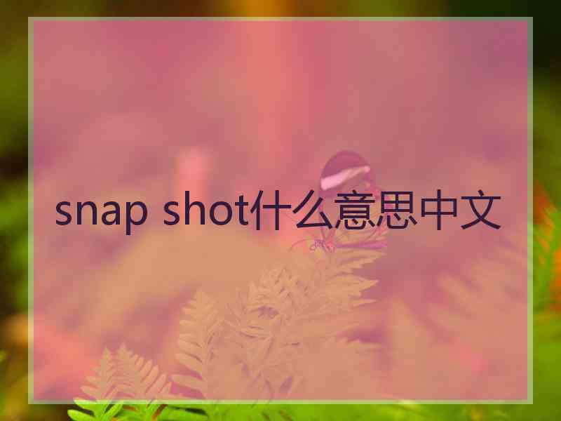 snap shot什么意思中文